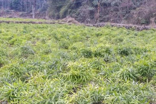 种植黄精具备的条件，不可长时间受到强光的直射