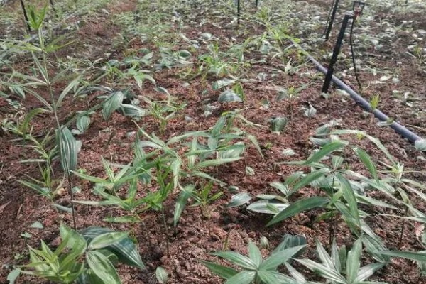 种植黄精具备的条件，不可长时间受到强光的直射