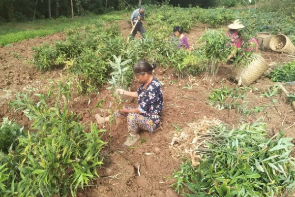 种植黄精具备的条件，不可长时间受到强光的直射