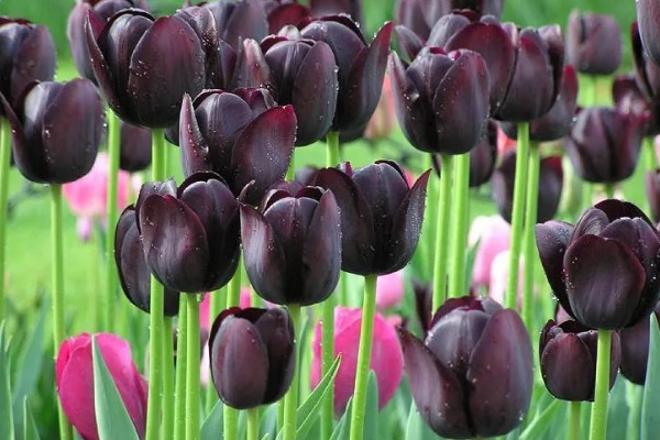郁金香的花语，寓意无望的爱、神秘高贵等