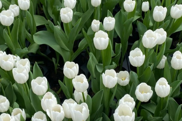 郁金香的花语，寓意无望的爱、神秘高贵等