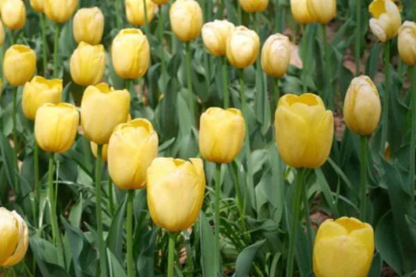 郁金香的花语，寓意无望的爱、神秘高贵等