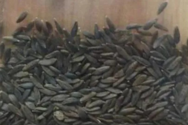 油麦菜发芽所需时间，一般经过7天左右就能发芽