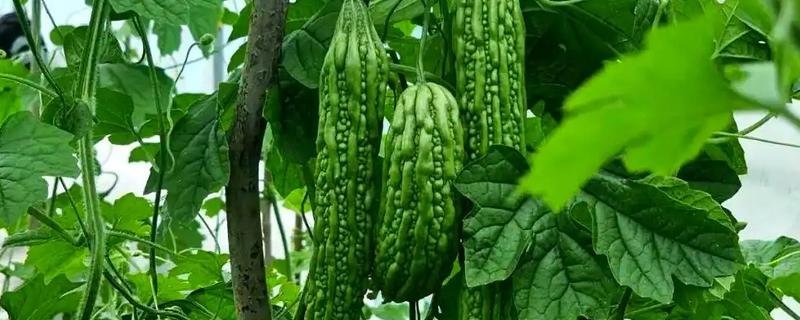 苦瓜露天种植方法，植株长出5-6片真叶时要搭架