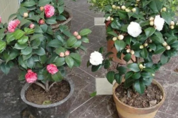 茶花春节会不会开放，1-3月份是盛花期
