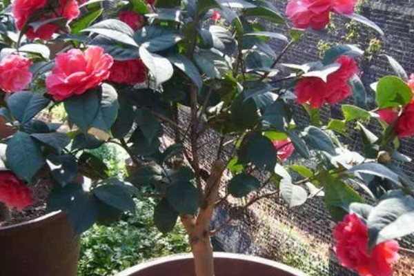 茶花春节会不会开放，1-3月份是盛花期
