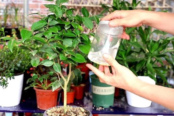 茶花春节会不会开放，1-3月份是盛花期