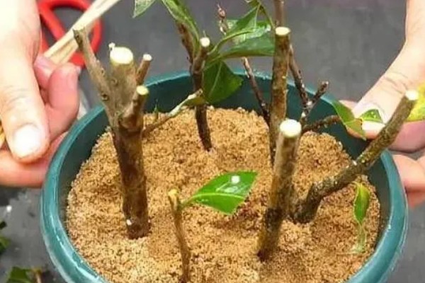 茶花春节会不会开放，1-3月份是盛花期