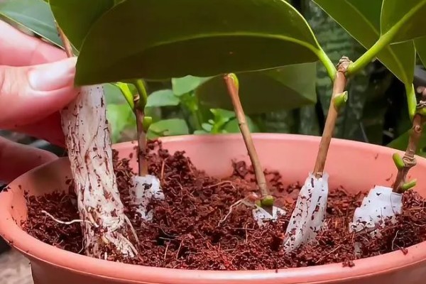 茶花春节会不会开放，1-3月份是盛花期