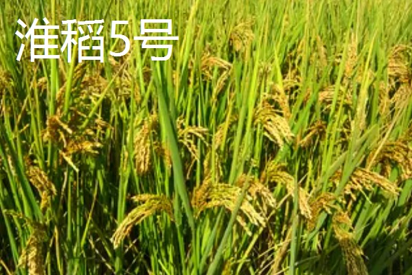 水稻的亩产量，低产田只有600-700斤左右