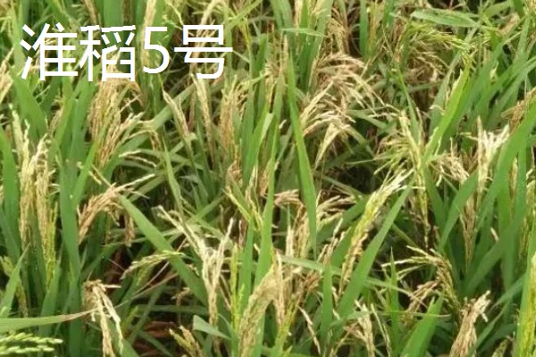 水稻的亩产量，低产田只有600-700斤左右