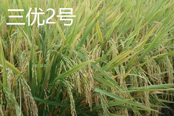 水稻的亩产量，低产田只有600-700斤左右
