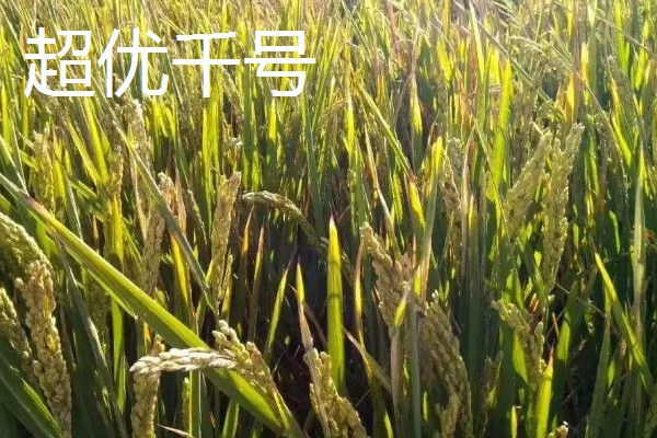 水稻的亩产量，低产田只有600-700斤左右