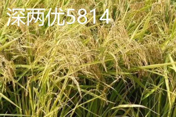 水稻的亩产量，低产田只有600-700斤左右