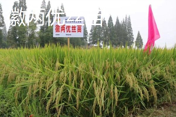 水稻的亩产量，低产田只有600-700斤左右