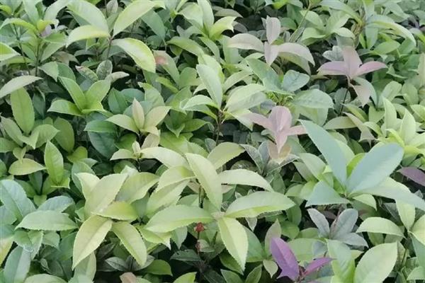 九龙桂花苗的价格，各地的售价不同