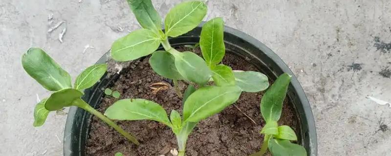 凤仙花的移栽方法，需保留根系周围的土团