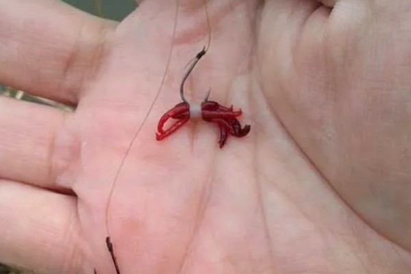 用红虫钓鲫鱼的适宜季节,早春、深秋、冬季都可以使用