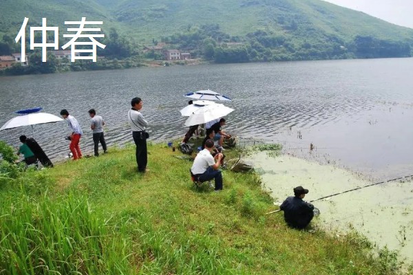用红虫钓鲫鱼的适宜季节,早春、深秋、冬季都可以使用