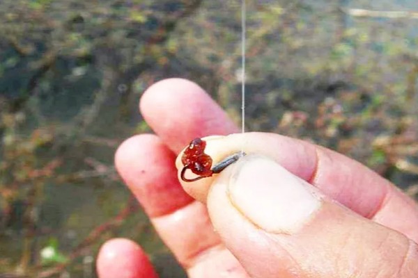 用红虫钓鲫鱼的适宜季节,早春、深秋、冬季都可以使用