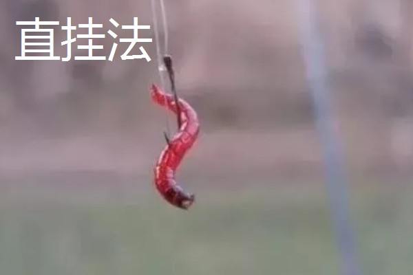 用红虫钓鲫鱼的适宜季节,早春、深秋、冬季都可以使用