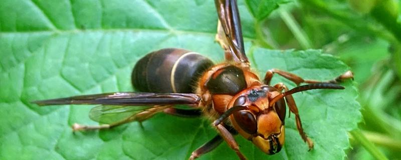 虎头蜂有什么品种，常见中国大虎头蜂、黑尾虎头蜂等种类