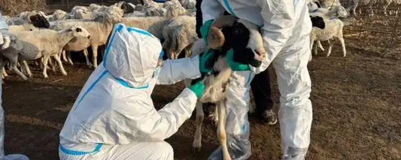 羊的免疫程序，大群羊在3月份和9月份注射三联四防疫苗