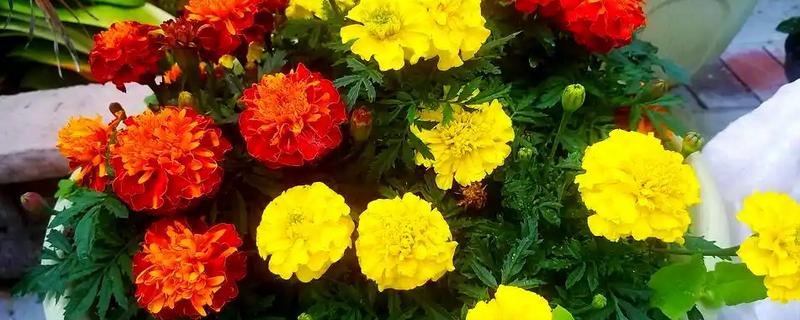 菊花怎么矮化，把植株顶端的芽尖剪除