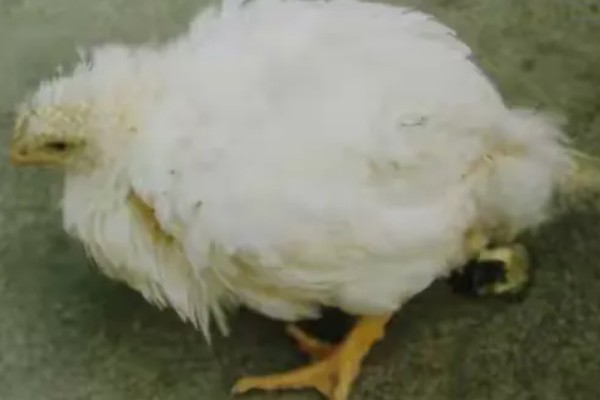 鸡白冠病怎么用药治疗, 普通鸡可以饲喂泰灭净等药物