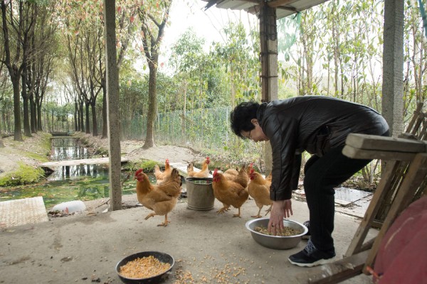 鸡白冠病怎么用药治疗, 普通鸡可以饲喂泰灭净等药物