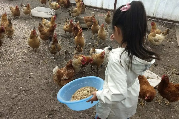 鸡白冠病怎么用药治疗, 普通鸡可以饲喂泰灭净等药物