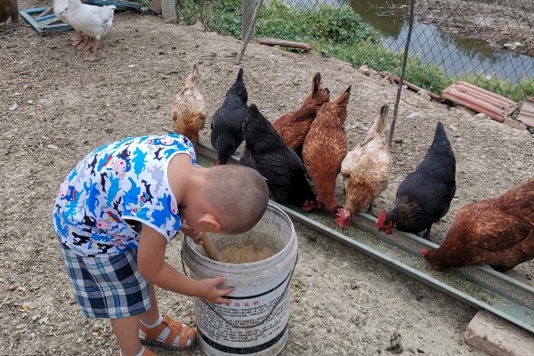 鸡白冠病怎么用药治疗, 普通鸡可以饲喂泰灭净等药物