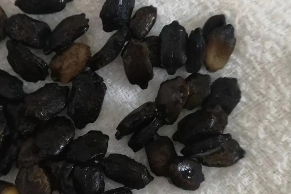 苦瓜露天种植方法，植株长出5-6片真叶时要搭架