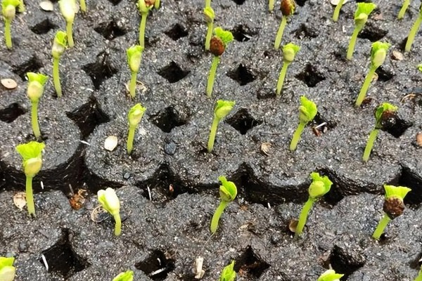 苦瓜露天种植方法，植株长出5-6片真叶时要搭架
