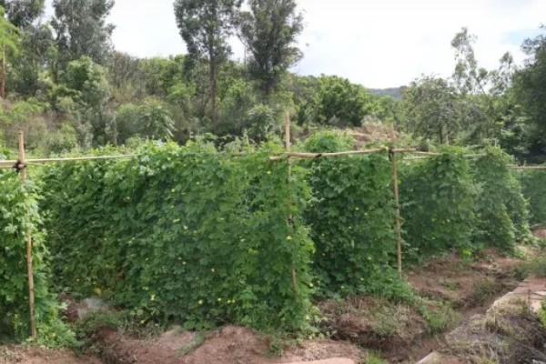 苦瓜露天种植方法，植株长出5-6片真叶时要搭架