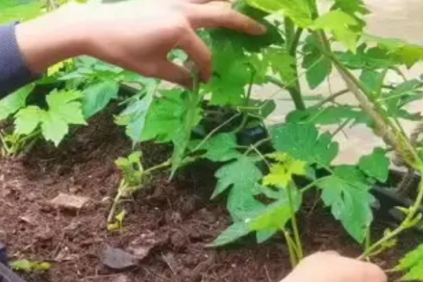 苦瓜露天种植方法，植株长出5-6片真叶时要搭架