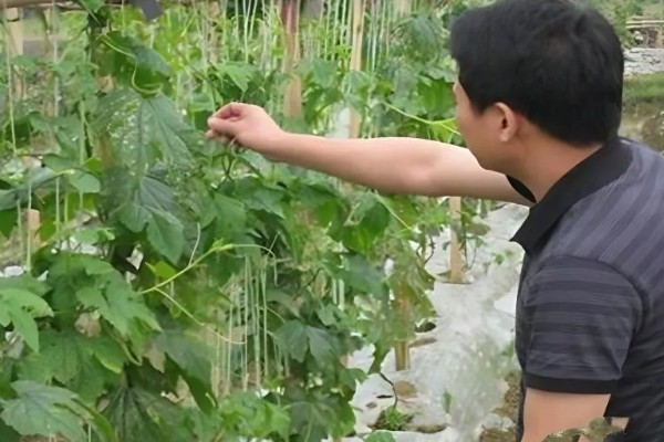 苦瓜露天种植方法，植株长出5-6片真叶时要搭架