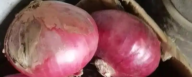 洋葱黑曲霉病的病原特征，分生孢子穗呈灰黑色至黑色