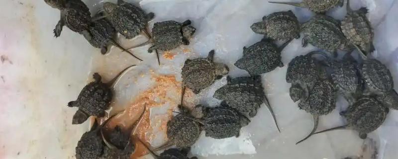 小鳄龟是不是深水龟，野生品种属于深水龟