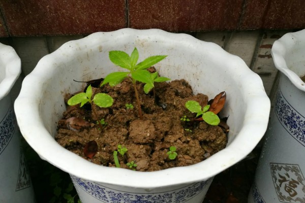 凤仙花的移栽方法,需保留根系周围的土团