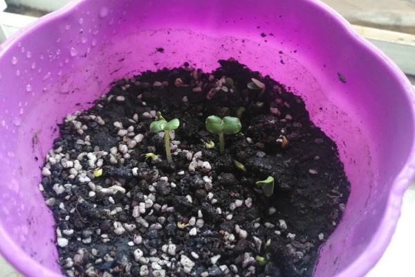 凤仙花的移栽方法,需保留根系周围的土团