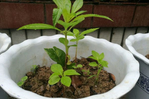 凤仙花的移栽方法,需保留根系周围的土团
