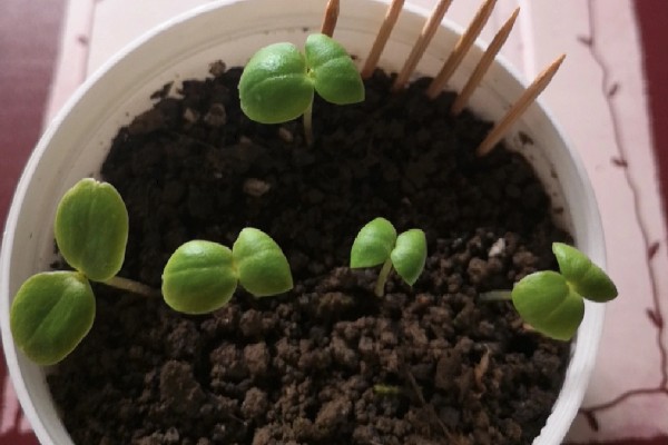 凤仙花的移栽方法,需保留根系周围的土团