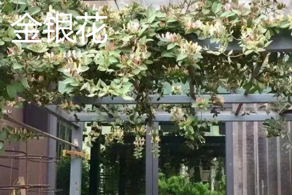 爬墙植物的种类,常见金银花、凌霄花等品种