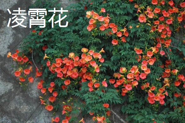 爬墙植物的种类,常见金银花、凌霄花等品种