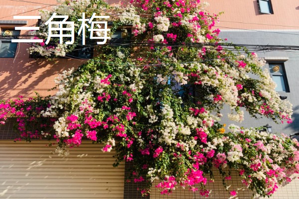 爬墙植物的种类,常见金银花、凌霄花等品种