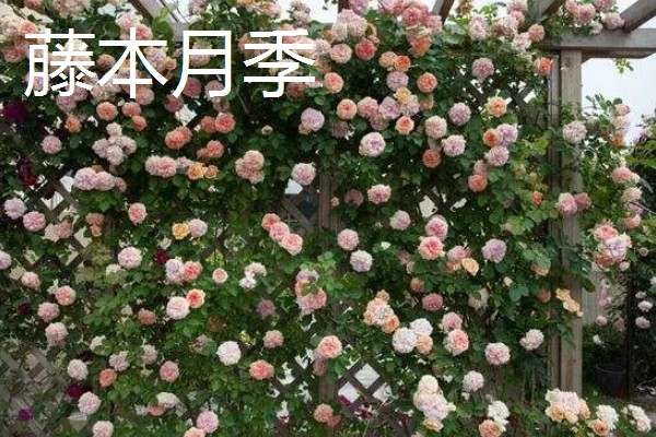爬墙植物的种类,常见金银花、凌霄花等品种