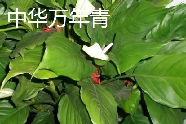 爬墙植物的种类,常见金银花、凌霄花等品种