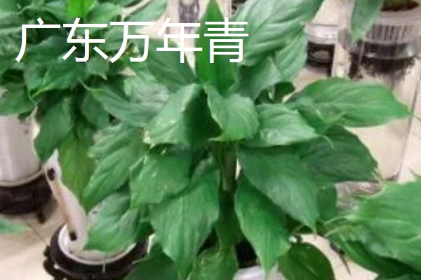 爬墙植物的种类,常见金银花、凌霄花等品种