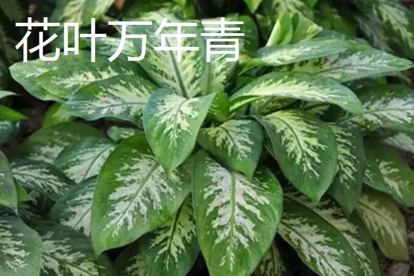 爬墙植物的种类,常见金银花、凌霄花等品种